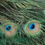 Peacock Feathers