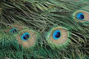 Peacock Feathers