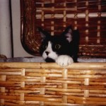 Felix in the Hamper