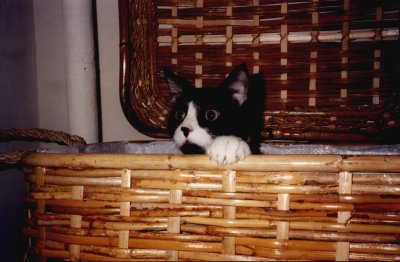 Felix in the Hamper