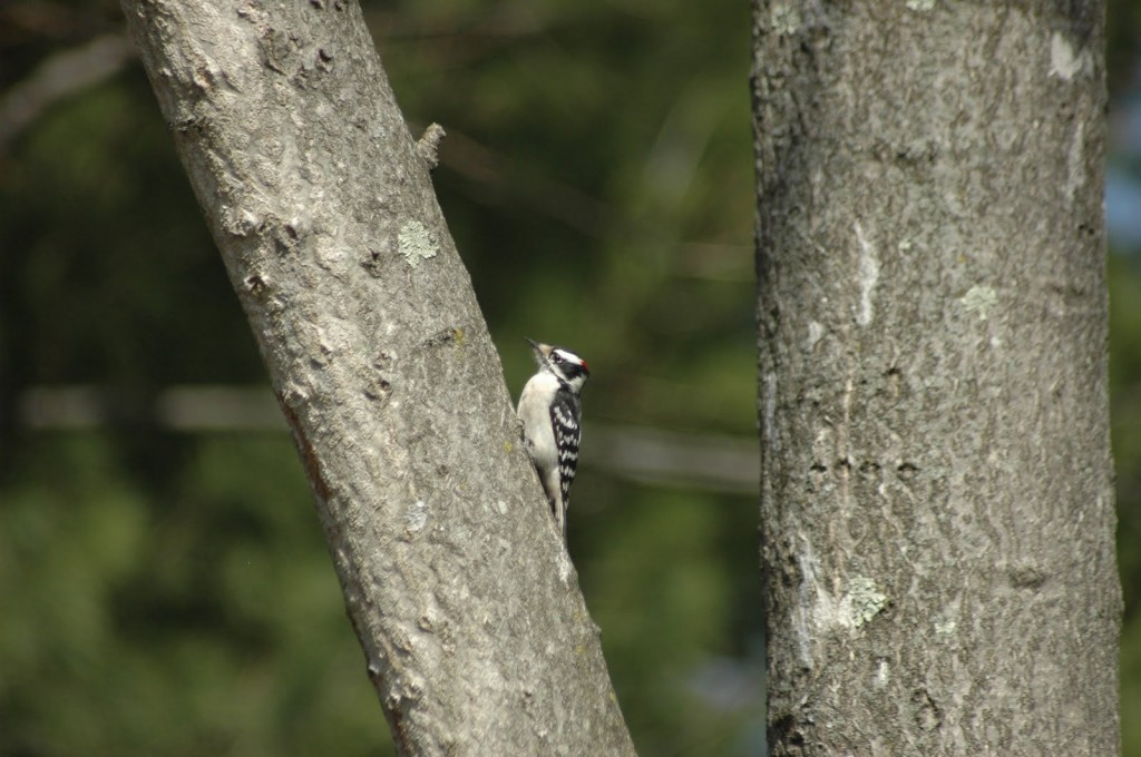 Woodpecker on Branch