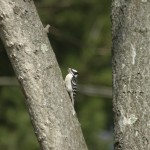 Woodpecker on Branch